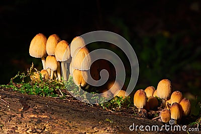 Group of Coprinellus micaceus mushroom Stock Photo