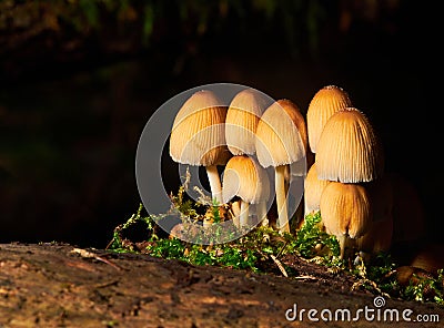 Group of Coprinellus micaceus mushroom Stock Photo