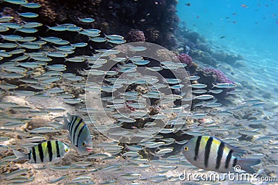 Group coral fish in blue water Editorial Stock Photo
