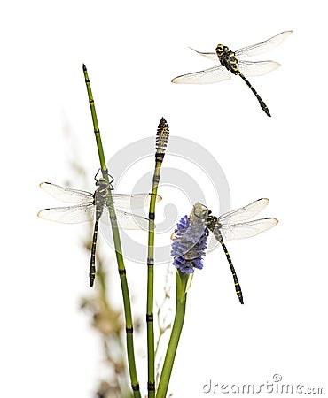 Group of Cordulegaster bidentata landed on a plant, isolated Stock Photo