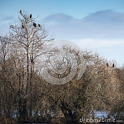 Group of cormorant shag birds roosting in Winter tree Stock Photo
