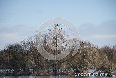 Group of cormorant shag birds roosting in Winter tree Stock Photo