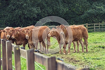 Group of cows looking at the camera Stock Photo