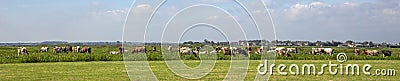 Group of cows graze in a field, peaceful and sunny in Dutch landscape of flat land, blue sky with clouds on the horizon Stock Photo