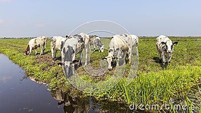 Group cows grazing in a green in a pasture bordered by a ditch, a panoramic wide view Stock Photo