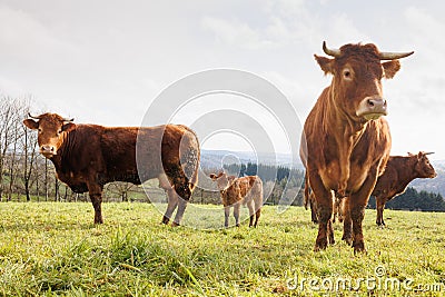 Group of cows on green grass pasture Stock Photo