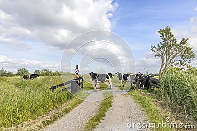 A group cows passing cattle grid road, crossing path and gate open in agricultural land, bright green meadow and copy space Stock Photo