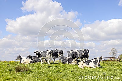 Group cows standing and lying in the tall grass of a green field, the herd side by side cozy together Stock Photo