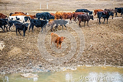 A group of cows is walking on the ground in the field. The field is part of agricultural land. Stock Photo