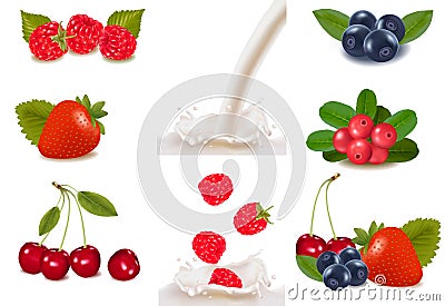 Group of cranberries, blueberries, raspberries Vector Illustration