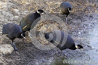 A group of Crested Guinea Fowl near water Stock Photo