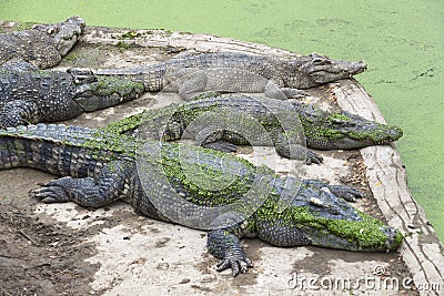 Group of crocodiles lying Stock Photo