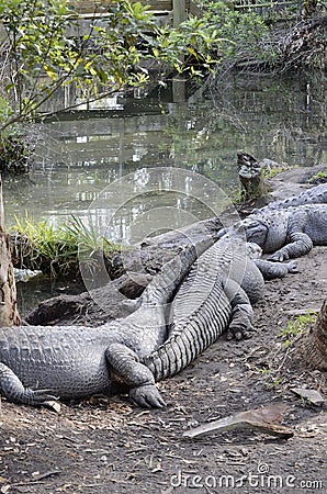 Florida Alligators near pond Stock Photo