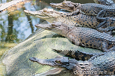 Group of crocodiles sitting on the rock in the pond at the mini zoo crocodile farm Stock Photo