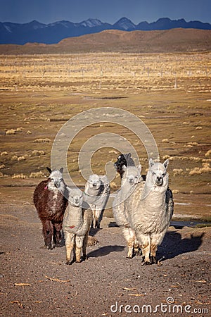 Group of curious alpacas in Bolivia, Andes mountains Stock Photo