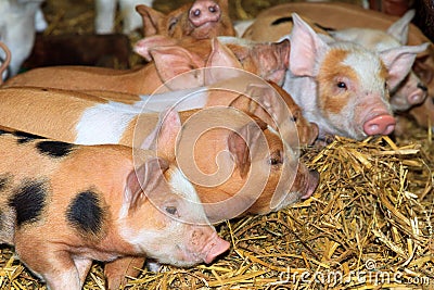 Group of curious piglets Stock Photo