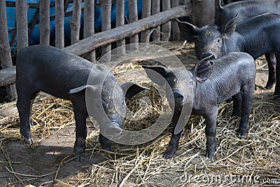 Group Cute baby black pig in pigpen. Stock Photo