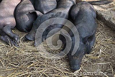 Group Cute baby black pig sleeping in pigpen. Stock Photo