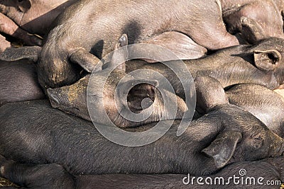Group Cute baby black pig sleeping in pigpen. Stock Photo
