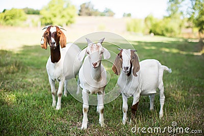 Group of cute baby goats in a grassy field at the time of pasture Stock Photo