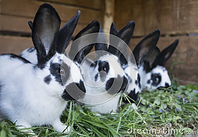 A group cute black and white rabbits Stock Photo