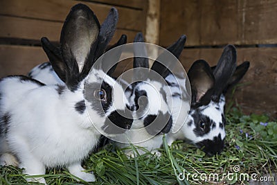 Group cute black and white rabbits with spots Stock Photo