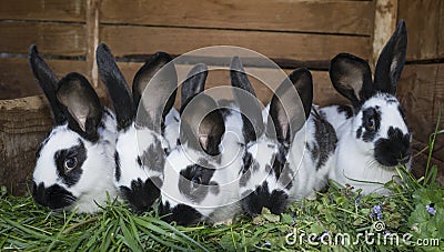 Group cute black and white rabbits with spots Stock Photo