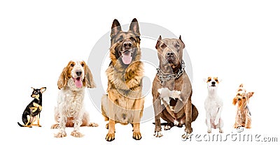 Group of cute dogs sitting together Stock Photo