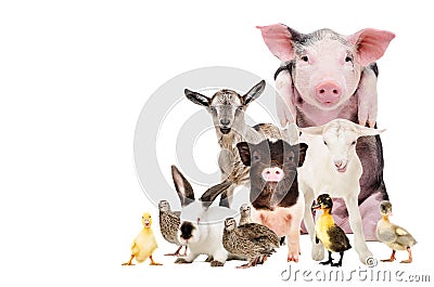 Group of cute farm animals Stock Photo