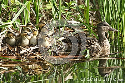 A group of cute Mallard duckling Anas platyrhynchos resting in the reeds at the side of a stream with their mother in the water Stock Photo