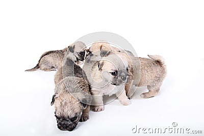 Group of cute puppies Stock Photo