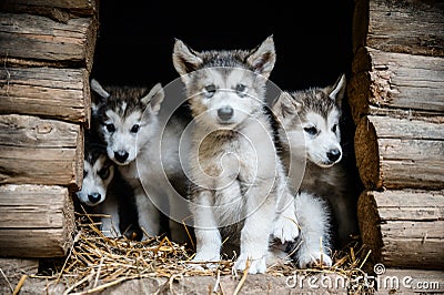 Group of cute puppy alaskan malamute run on grass garden Stock Photo