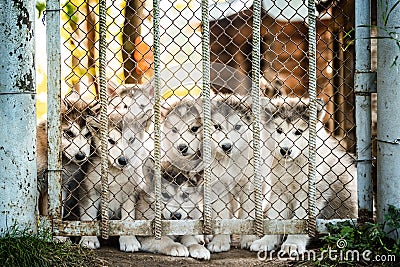 Group of cute puppy alaskan malamute behind fence Stock Photo