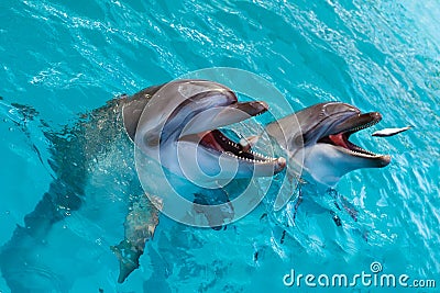 A group of cute smart dolphins eating fish in the ocean Stock Photo