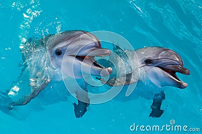 Group of cute smart dolphins in the ocean Stock Photo