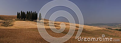 Group of cypresses Stock Photo