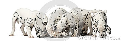 Group of Dalmatian puppies eating Stock Photo