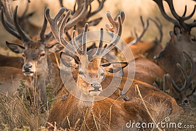 Deer in the park Stock Photo