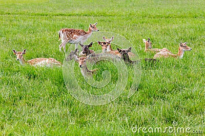 Group of deers in fields in Phoenix park Stock Photo