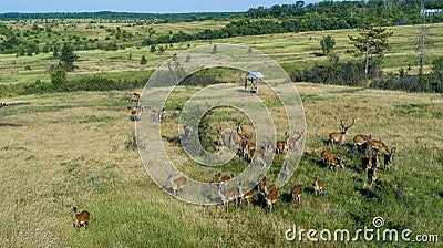 Group of deers in a meadow in a nature reserve in Russia, aerial view Stock Photo