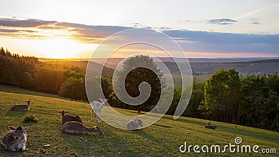 Group of deers resting in the field at sunset Stock Photo