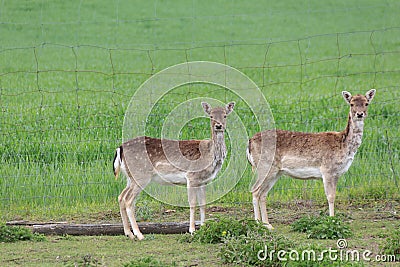 Group of deers - sika wild / does Stock Photo