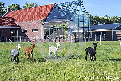 Alpaca group in a field behind a house with greenhouse Stock Photo