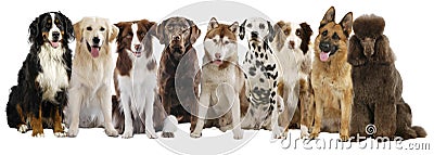 Group of different large dog breeds Stock Photo