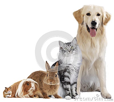 Group of different pets Stock Photo