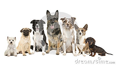 Group of different purebred dogs from small to large sitting looking at the camera on a white backgroundv Stock Photo