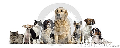 Group of Dogs and a cat Stock Photo