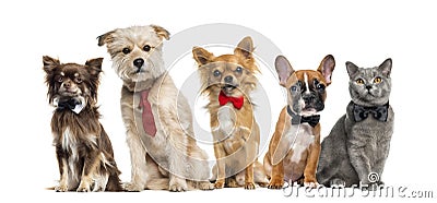 Group of dogs and cats Stock Photo