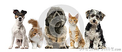 Group of dogs and cats in front of a white background Stock Photo