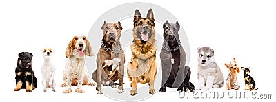 Group of dogs of different breeds Stock Photo